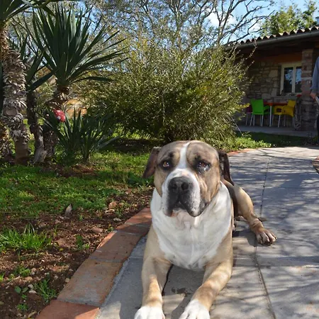 Retro In Nature Póla